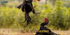 Săn Kho Báu - Đá Gà Săn Thưởng V7bet Jackpot Triệu Đô