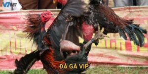 Đẳng Cấp Hoàng Gia - Đá Gà VIP V7bet Trải Nghiệm Luxury Đỉnh Cao